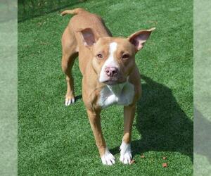 American Pit Bull Terrier-Unknown Mix Dogs for adoption in Murfreesboro, TN, USA