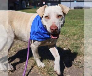 American Staffordshire Terrier-Unknown Mix Dogs for adoption in San Antonio, TX, USA
