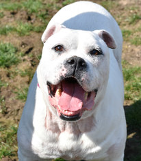 Bulldog Dogs for adoption in Spring Lake, NJ, USA