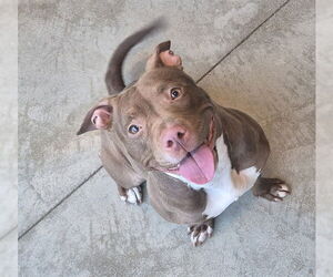 Mutt Dogs for adoption in Decatur, IL, USA