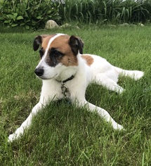 Small Collie-Jack Russell Terrier Mix