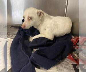 Chihuahua Dogs for adoption in Modesto, CA, USA