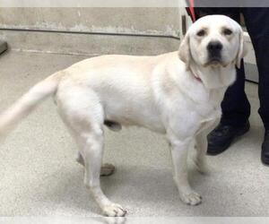Labrador Retriever Dogs for adoption in Riverside, CA, USA