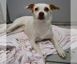 Chihuahua-Unknown Mix Dogs for adoption in San Antonio, TX, USA