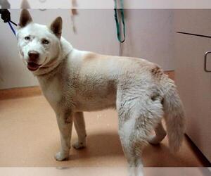 Alusky Dogs for adoption in Martinez, CA, USA