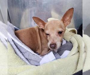 Chihuahua Dogs for adoption in Conroe, TX, USA