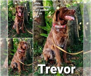 German Shorthaired Pointer Dogs for adoption in Marrero, LA, USA