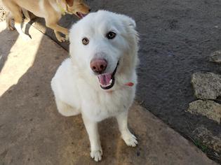 Samoyed Dogs for adoption in San Antonio, TX, USA