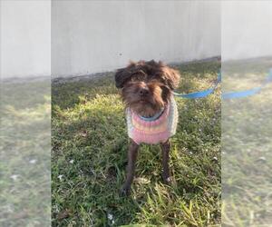 Mutt Dogs for adoption in Vero Beach, FL, USA