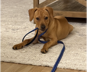 Labrador Retriever-Unknown Mix Dogs for adoption in Brooklyn, NY, USA