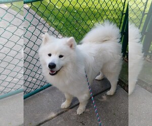 Samoyed Dogs for adoption in Northfield, OH, USA