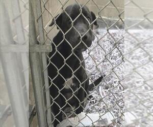 Labrador Retriever-Unknown Mix Dogs for adoption in Anchorage, AK, USA