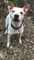 American Bulldog-Unknown Mix Dogs for adoption in South Park, PA, USA