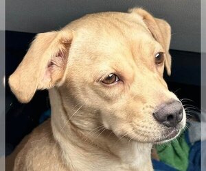 Puggle Dogs for adoption in Forest, VA, USA