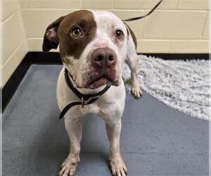 American Pit Bull Terrier Dogs for adoption in Denver, CO, USA