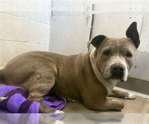 Mutt Dogs for adoption in San Bernardino, CA, USA