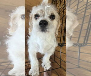 Mutt Dogs for adoption in Grafton, WI, USA