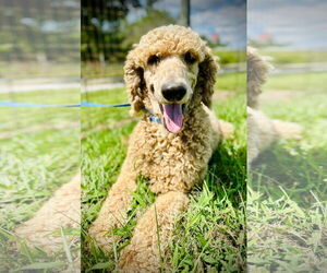 Poodle (Standard)-Unknown Mix Dogs for adoption in Pacolet, SC, USA