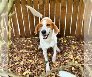 Mutt Dogs for adoption in Hilton Head, SC, USA