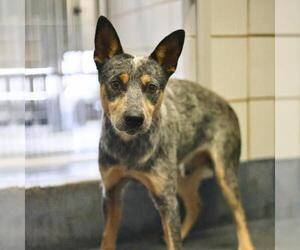 Mutt Dogs for adoption in San Antonio, TX, USA
