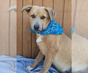 Border Collie-Golden Retriever Mix Dogs for adoption in Mt. Laurel, NJ, USA