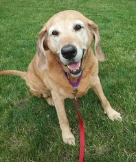 Medium Photo #1 Coonhound-Labrador Retriever Mix Puppy For Sale in Fargo, ND, USA