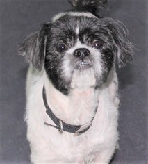 Shih Tzu Dogs for adoption in Monkton, MD, USA