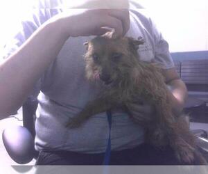 Australian Terrier-Unknown Mix Dogs for adoption in Tallahassee, FL, USA
