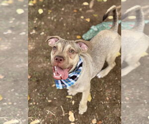 American Pit Bull Terrier-Beagle Mix Dogs for adoption in Phoenix, AZ, USA
