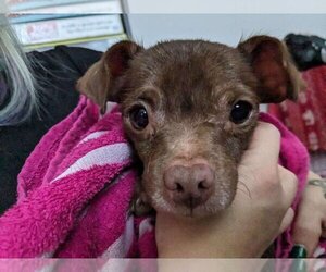 Chihuahua Dogs for adoption in Oak Bluffs, MA, USA
