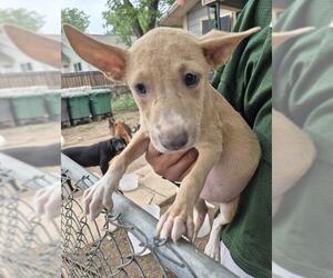 Labrador Retriever-Unknown Mix Dogs for adoption in San Antonio, TX, USA