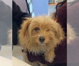 Dachshund Dogs for adoption in Rancho Cucamonga, CA, USA