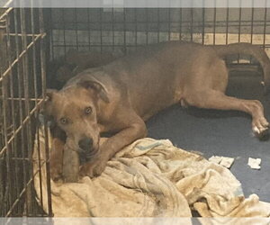 Mutt Dogs for adoption in Aurora, IN, USA