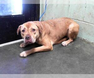 Labrador Retriever-Unknown Mix Dogs for adoption in Tulsa, OK, USA