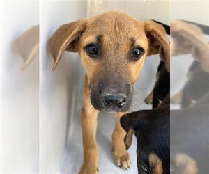 Labrador Retriever-Unknown Mix Dogs for adoption in Houston, TX, USA