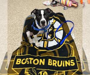Mutt Dogs for adoption in Boston, MA, USA