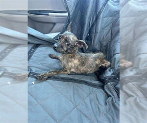 Chihuahua-Unknown Mix Dogs for adoption in Alameda, CA, USA