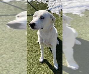Boxer-Great Pyrenees Mix Dogs for adoption in Newton, NC, USA
