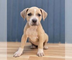 Labrador Retriever-Staffordshire Bull Terrier Mix Dogs for adoption in Lakewood, CO, USA