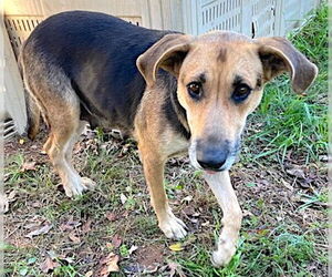 German Shepherd Dog-Unknown Mix Dogs for adoption in Mount Airy, NC, USA