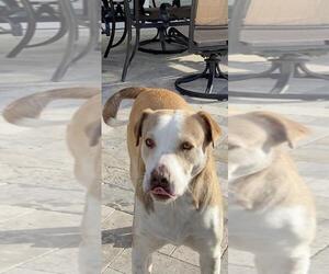 Sheprador Dogs for adoption in Chandler, AZ, USA