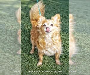 Chiranian Dogs for adoption in Pittsburg, CA, USA