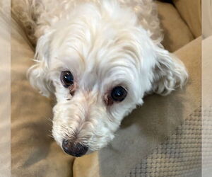 Poodle (Miniature)-Unknown Mix Dogs for adoption in Sanford, FL, USA