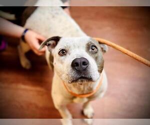 American Pit Bull Terrier-Unknown Mix Dogs for adoption in Orlando, FL, USA