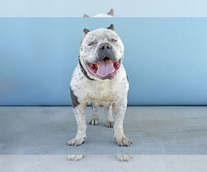 American Staffordshire Terrier-Bulldog Mix Dogs for adoption in Pasadena, CA, USA