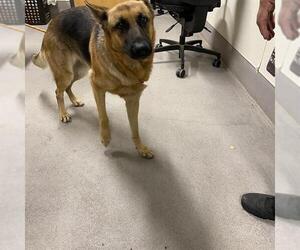 German Shepherd Dog Dogs for adoption in Modesto, CA, USA