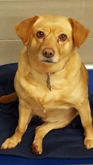 Medium Photo #1 Australian Terrier-Labrador Retriever Mix Puppy For Sale in Detroit Lakes, MN, USA