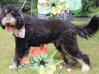 Bernedoodle Dogs for adoption in Little Rock, AR, USA