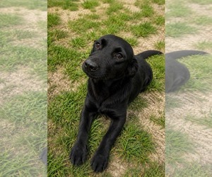 Mutt Dogs for adoption in Thomasville, NC, USA