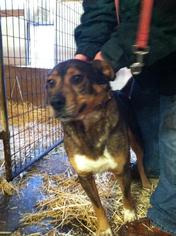Mutt Dogs for adoption in Colfax, IL, USA